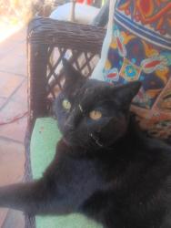Lost Male Cat last seen Grape, Escondido, CA 92025