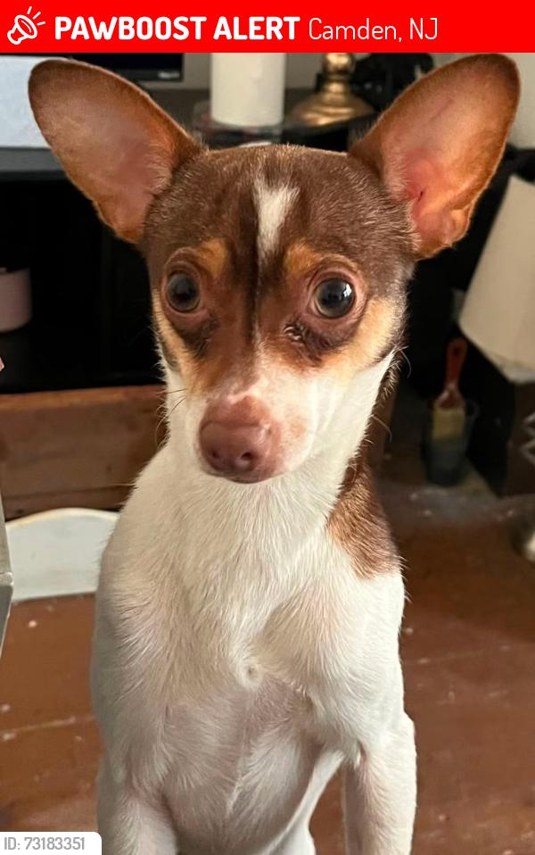 Lost Male Dog last seen Carl miller and mt Ephraim in the lot across the church’s chicken, Camden, NJ 08104