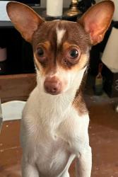 Lost Male Dog last seen Carl miller and mt Ephraim in the lot across the church’s chicken, Camden, NJ 08104