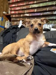 Reunited Male Dog last seen Near jefferson river rd, Athens, GA 30607