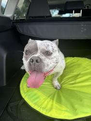 Found/Stray Female Dog last seen Tulip blvd and Paar Dr, Port St. Lucie, FL 34953