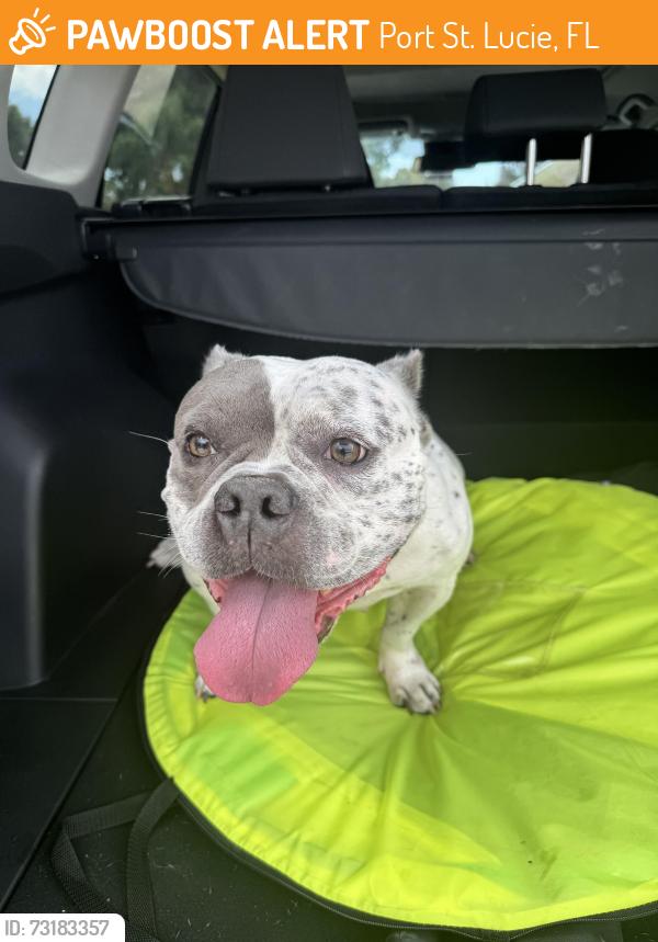 Found/Stray Female Dog last seen Tulip blvd and Paar Dr, Port St. Lucie, FL 34953