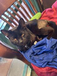 Reunited Male Cat last seen Near Foothill Blvd, Rancho Cucamonga, CA 91730, USA, Rancho Cucamonga, CA 91730