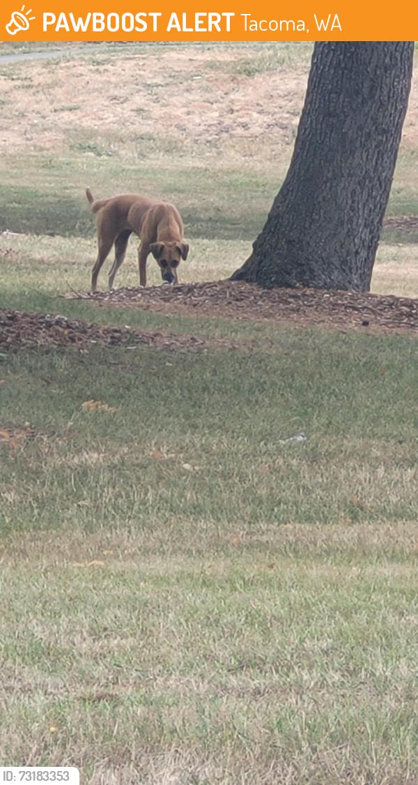 Found/Stray Female Dog last seen Found at stewart heights park, Tacoma, WA 98408