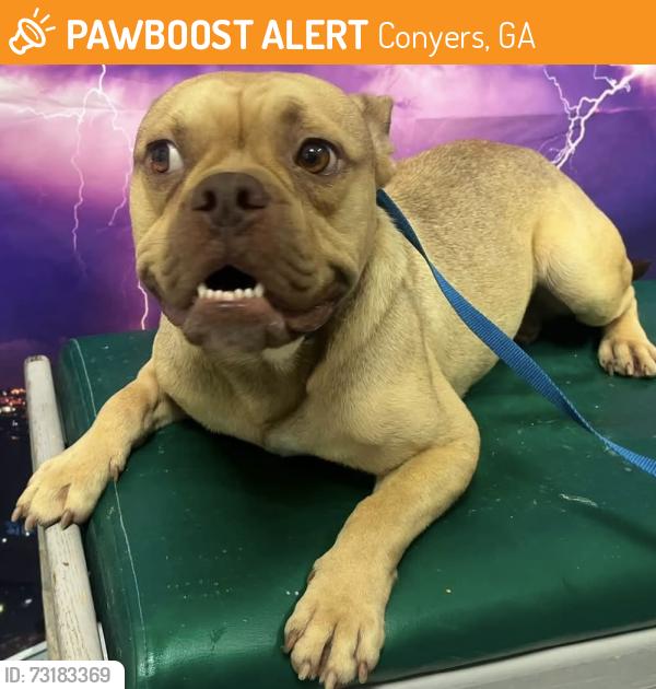 Found/Stray Unknown Dog last seen Located at Rockdale County Animal Service, 1506 Rockbridge Road, Conyers, GA 30012, Conyers, GA 30012