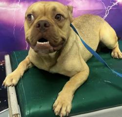 Found/Stray Unknown Dog last seen Located at Rockdale County Animal Service, 1506 Rockbridge Road, Conyers, GA 30012, Conyers, GA 30012