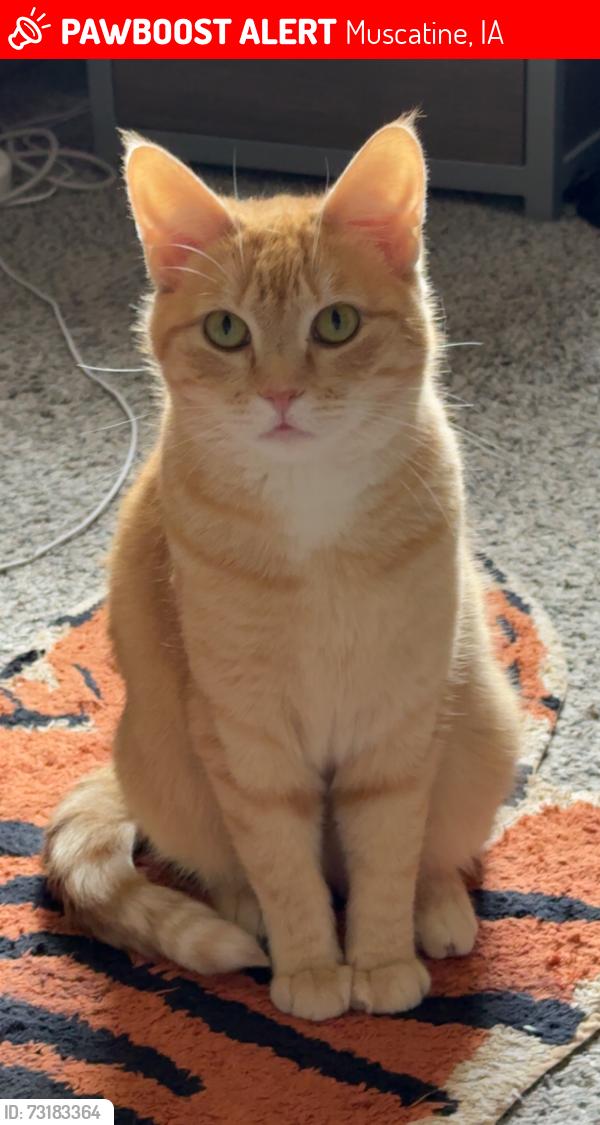 Lost Female Cat last seen Mini Mart, Muscatine, IA 52761
