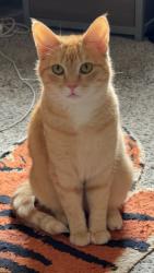 Lost Female Cat last seen Mini Mart, Muscatine, IA 52761
