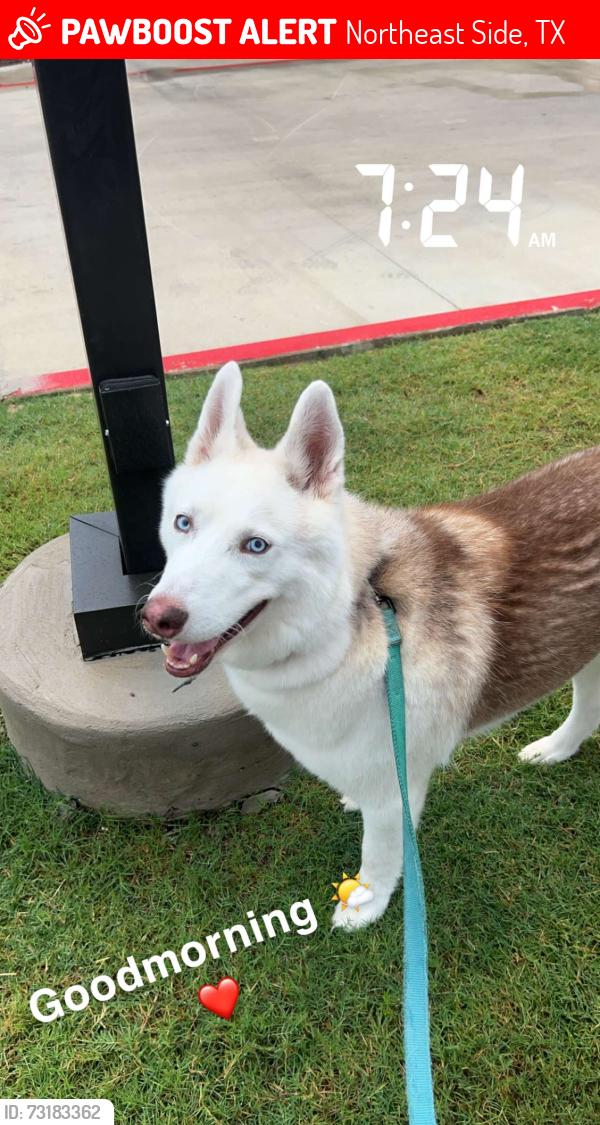 Lost Male Dog last seen Foster Rd, Northeast Side, TX 78109