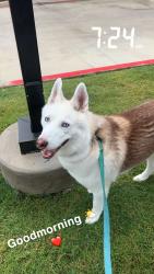 Lost Male Dog last seen Foster Rd, Northeast Side, TX 78109