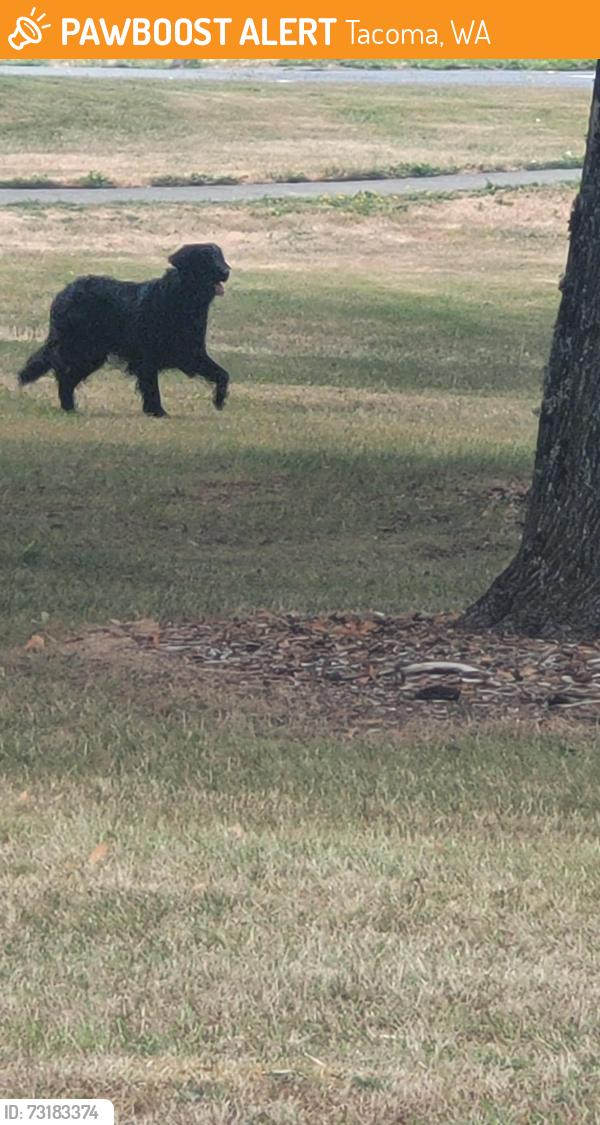Found/Stray Female Dog last seen Found at stewart heights park, Tacoma, WA 98408