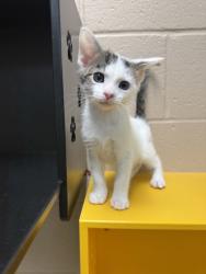 Shelter Stray Male Cat last seen Under Car 38114, Memphis, TN, 935 Farm Rd, Memphis, TN 38134, USA