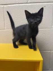 Shelter Stray Male Cat last seen Under Car 38114, Memphis, TN, 935 Farm Rd, Memphis, TN 38134, USA