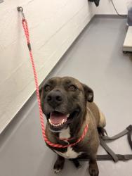 Shelter Stray Female Dog last seen 2nd + Spring St, Seattle, WA, 2061 15th Ave W, Seattle, WA 98119, USA