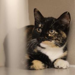 Shelter Stray Female Cat last seen Macarthur Road, Madison 17, City of, WI, 5132 Voges Rd, Madison, WI 53718, USA