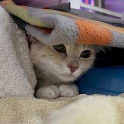Shelter Stray Female Cat last seen Hwy V, Sun Prairie, City of, WI, 5132 Voges Rd, Madison, WI 53718, USA