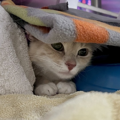 Shelter Stray Female Cat last seen Hwy V, Sun Prairie, City of, WI, 5132 Voges Rd, Madison, WI 53718, USA