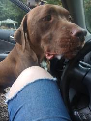 Found/Stray Male Dog last seen Walt arney rd, Lenoir, NC 28645