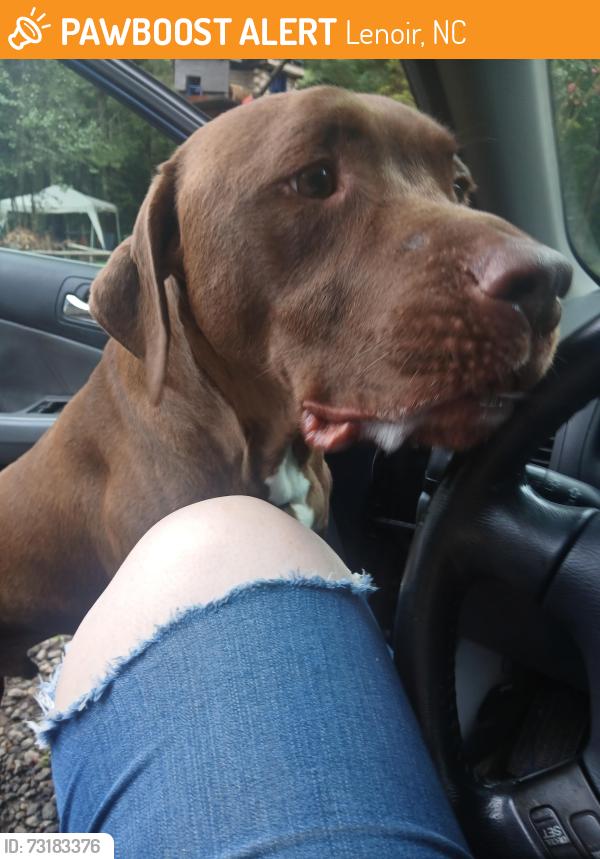 Found/Stray Male Dog last seen Walt arney rd, Lenoir, NC 28645