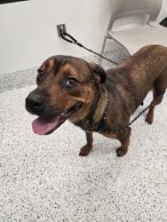 Shelter Stray Female Dog last seen Near Carlton Rd, Palmetto, GA, 1251 Fulton Industrial Blvd NW, Atlanta, GA 30336, USA