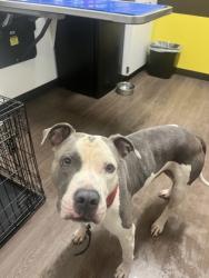 Shelter Stray Male Dog last seen Near Fulton Industial BLVD, Atlanta, GA, 1251 Fulton Industrial Blvd NW, Atlanta, GA 30336, USA