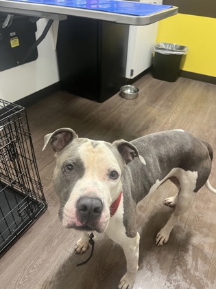 Shelter Stray Male Dog last seen Near Fulton Industial BLVD, Atlanta, GA, 1251 Fulton Industrial Blvd NW, Atlanta, GA 30336, USA