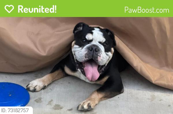 Reunited Male Dog last seen Bell & El Camino & Marconi, Sacramento, CA 95821