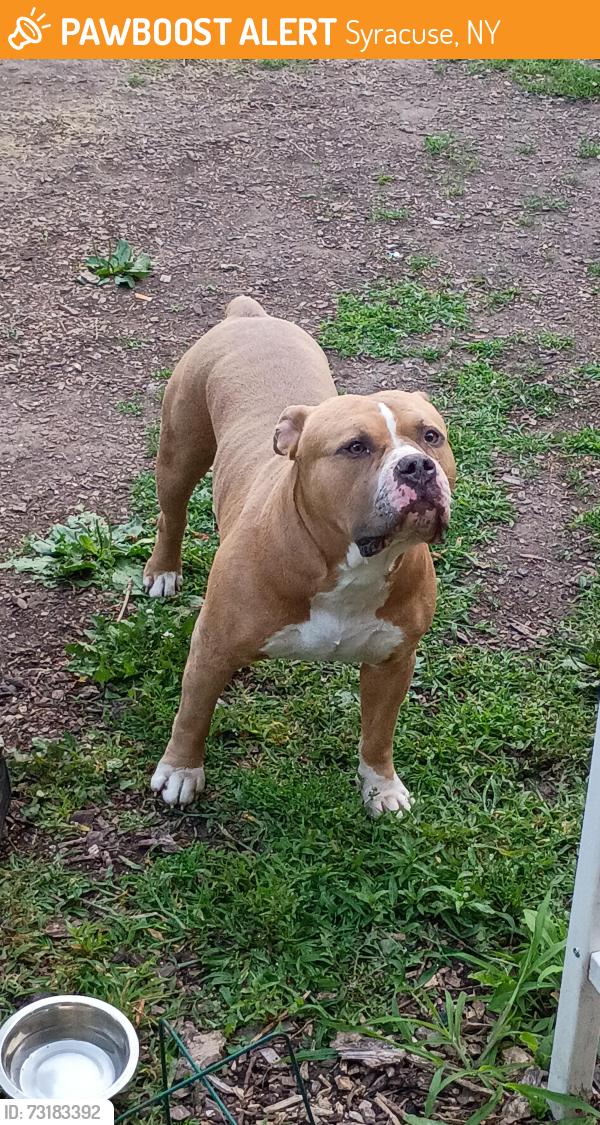 Found/Stray Male Dog last seen Helen Street, Syracuse, NY 13208