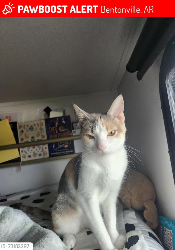 Lost Female Cat last seen Mason Valley rd, Bentonville, AR 72713