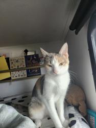 Lost Female Cat last seen Mason Valley rd, Bentonville, AR 72713