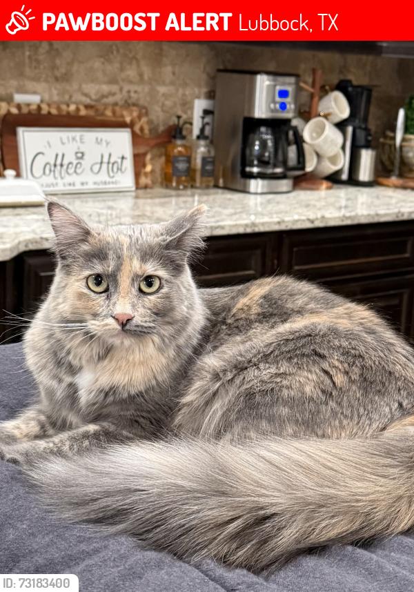 Lost Female Cat last seen 82nd and Iola, Lubbock, TX 79424