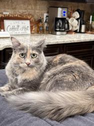 Lost Female Cat last seen 82nd and Iola, Lubbock, TX 79424