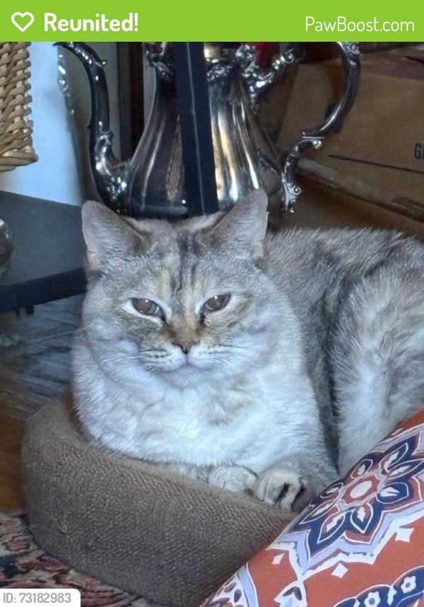 Reunited Female Cat last seen Near Georgia Ave, Silver Spring, MD 20902, USA, Silver Spring, MD 20902
