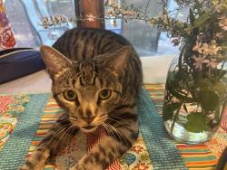 Lost Unknown Cat last seen 21st St and Buck Creek rx, Hancock County, IN 46229