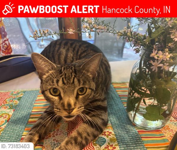 Lost Unknown Cat last seen 21st St and Buck Creek rx, Hancock County, IN 46229
