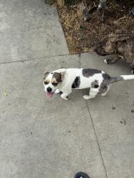 Reunited Male Dog last seen Stanford and Marine Dr, Hemet, CA 92544