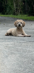 Found/Stray Unknown Dog last seen View way dr. / Barrington dr., Charlotte, NC 28215