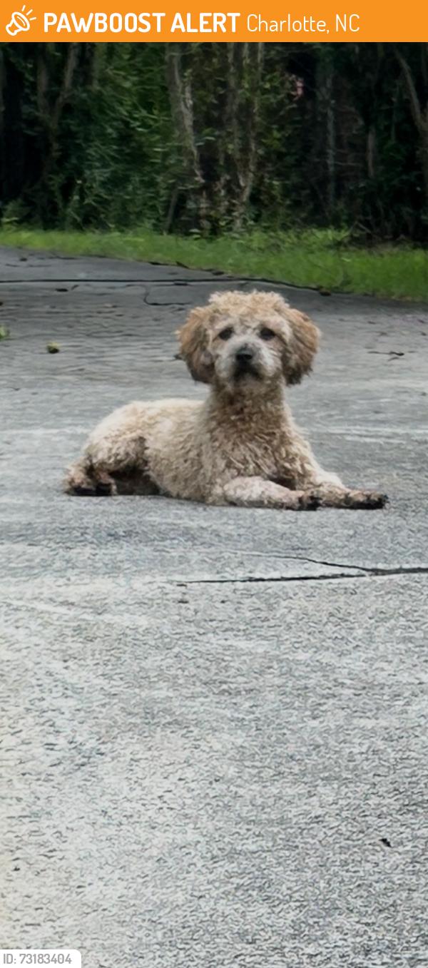 Found/Stray Unknown Dog last seen View way dr. / Barrington dr., Charlotte, NC 28215