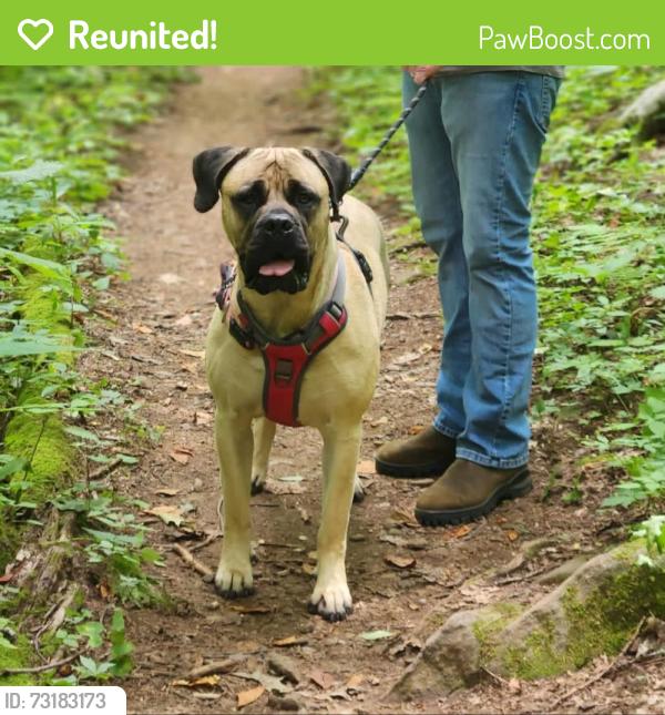 Reunited Female Dog last seen Owls Roost Rs, Greensboro, NC 27410