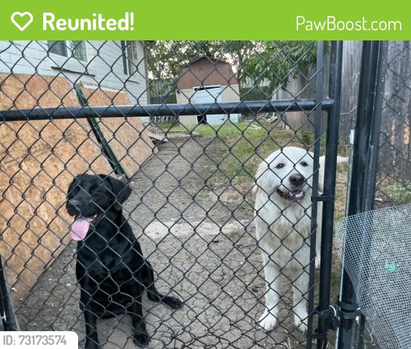 Reunited Female Dog last seen Sanda lund, Arlington, TX 76017