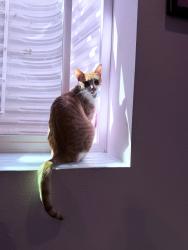 Reunited Male Cat last seen Ralston Creek Trail and Geos neighborhood, Arvada, CO 80007