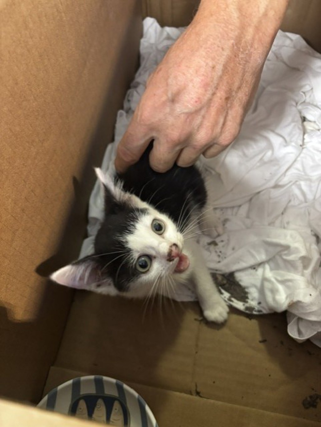 Shelter Stray Unknown Cat last seen s newtown rd, VIRGINIA BEACH, VA, 23462, 341 S Birdneck Rd, Virginia Beach, VA 23451, USA