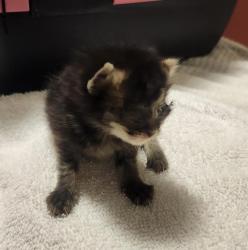 Shelter Stray Female Cat last seen Near Griffith Street, SAN LEANDRO, CA, 94579, 8323 Baldwin St, Oakland, CA 94621, USA