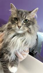 Shelter Stray Female Cat last seen Near E 400 S, SALT LAKE CITY, UT, 84111, 511 W 3900 S, Salt Lake City, UT 84123, USA