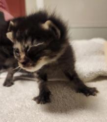 Shelter Stray Male Cat last seen Near Griffith Street, SAN LEANDRO, CA, 94579, 8323 Baldwin St, Oakland, CA 94621, USA