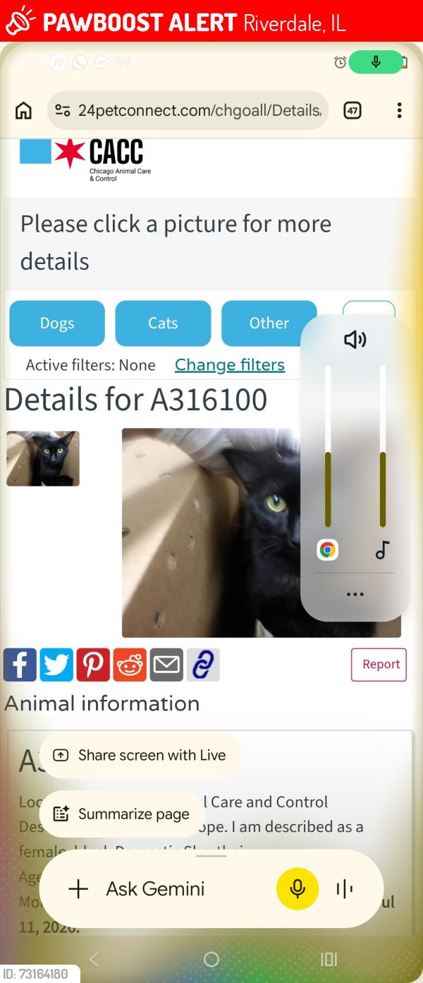 Lost Female Cat last seen Altgeld gardens, Riverdale, IL 60827