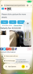 Lost Female Cat last seen Altgeld gardens, Riverdale, IL 60827