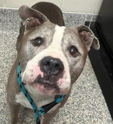 Shelter Stray Female Dog last seen 84th ER, Westminster, CO, 80031, 580 McIntyre St, Golden, CO 80401, USA
