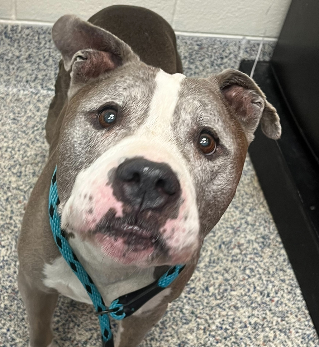 Shelter Stray Female Dog last seen 84th ER, Westminster, CO, 80031, 580 McIntyre St, Golden, CO 80401, USA
