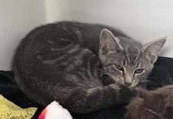 Shelter Stray Male Cat last seen Near John Street, STATEN ISLAND, NY, 10302, 3139 Veterans Rd W, Staten Island, NY 10309, USA